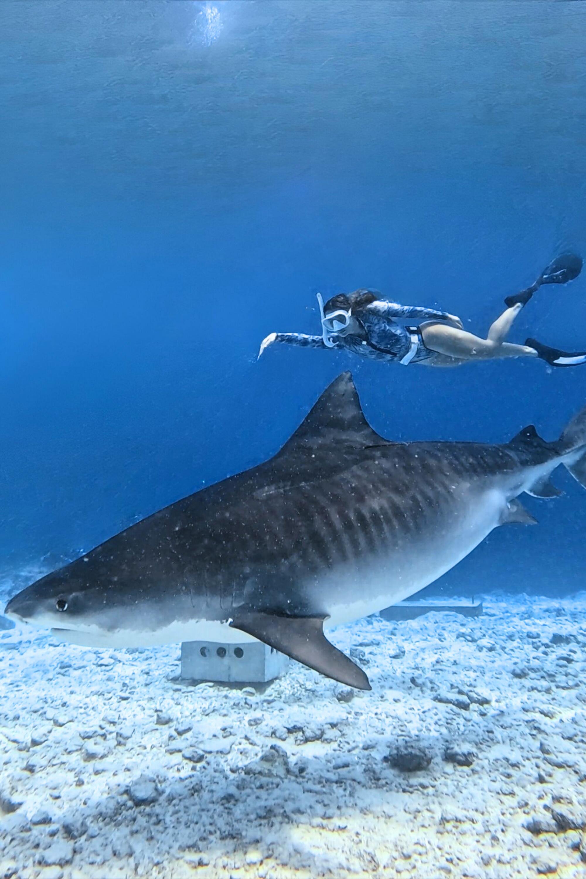 Bañador Surf Manga larga Tiburón Tigre - Tonos Grisáceos 3/5