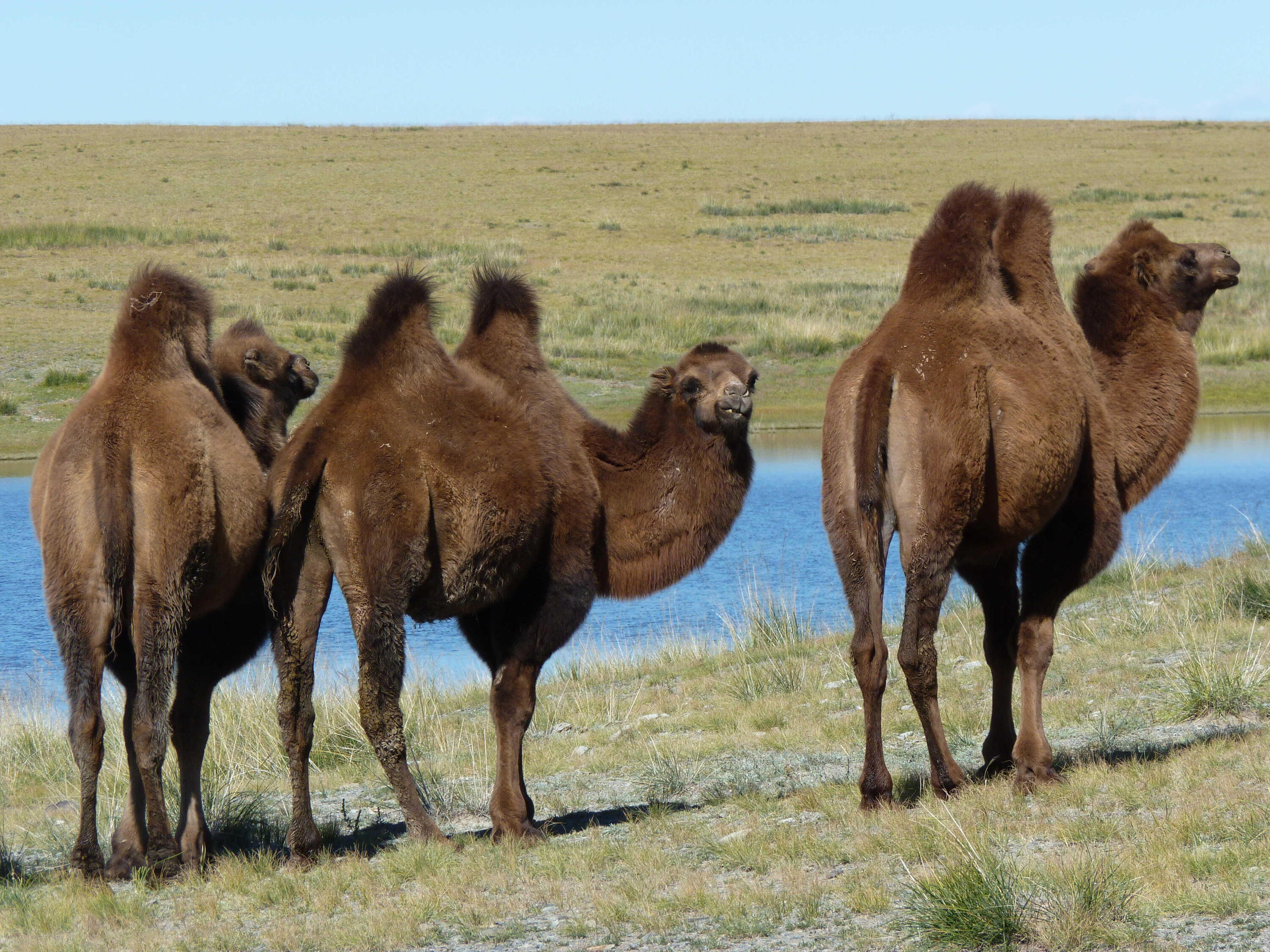 Een reis naar het hart van de grote Mongoolse ruimtes 1/1