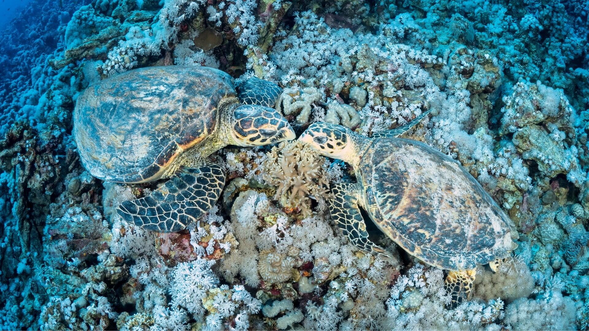 Croisière plongée dans le Parc National de Ras Mohamed 1/1