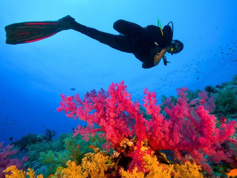 Séjour plongée niveau 1 en Guadeloupe et dans les Caraïbes 1/1