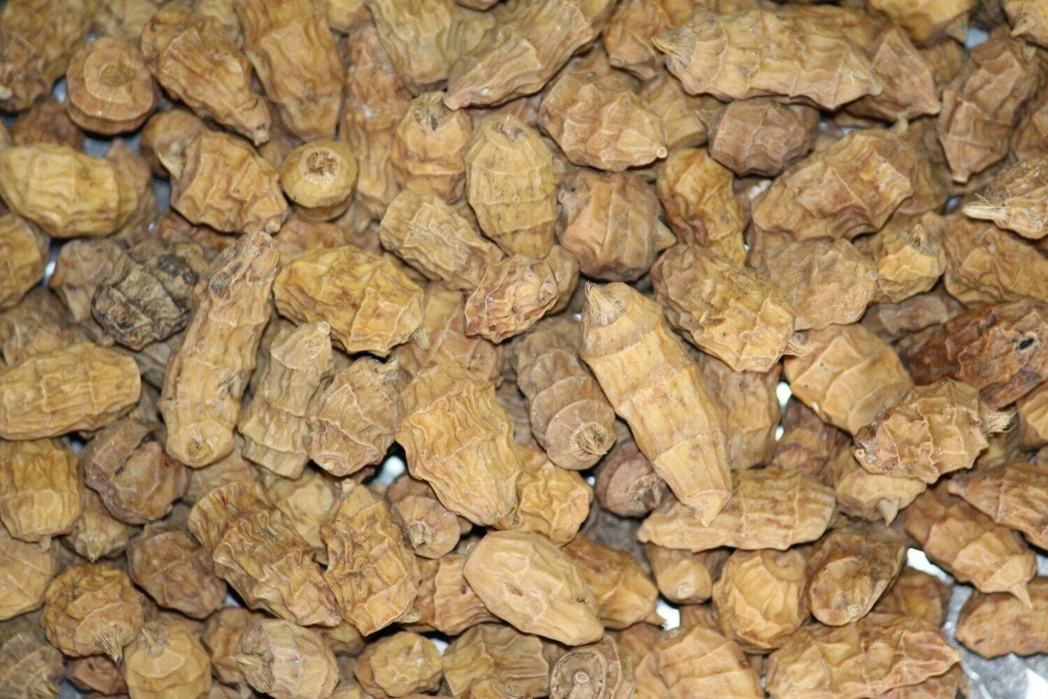Baitworldd XXL Tiger Nuts 15-35mm Trockenköder 2/3