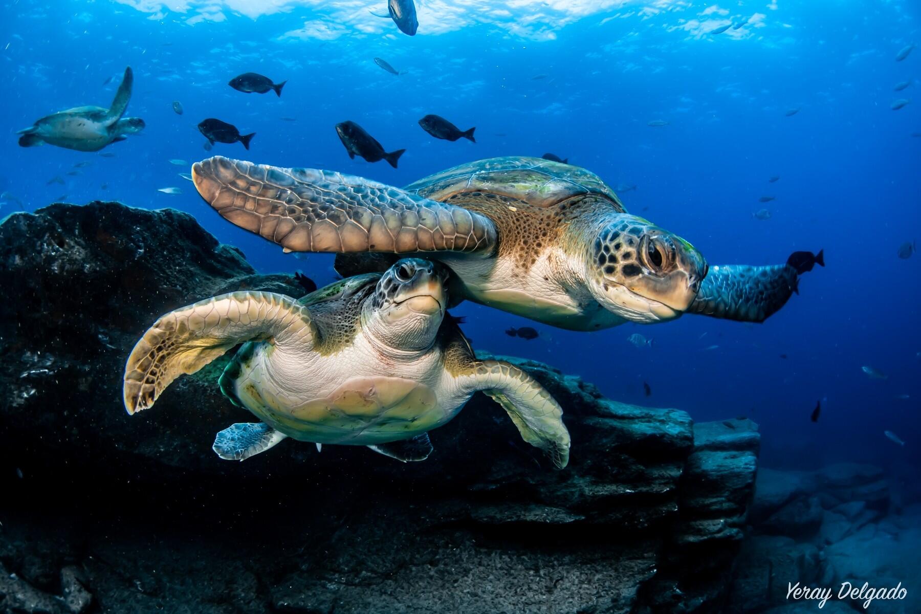 Découverte de la plongée à Tenerife avec pack photos et Snorkeling 1/1