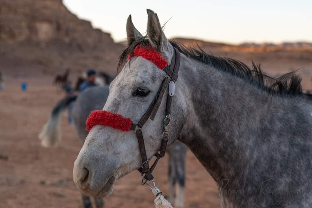 Jordanie classique et balade à cheval 4* 1/1