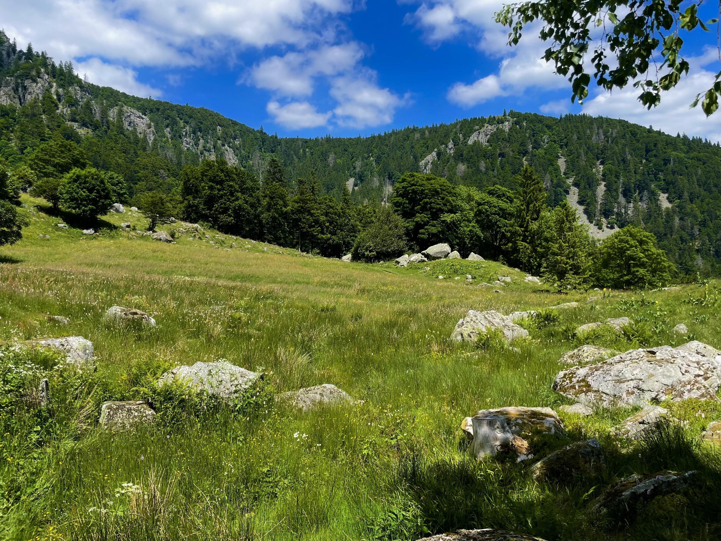 Randonnée et immersion nature dans les Hautes Vosges 1/1