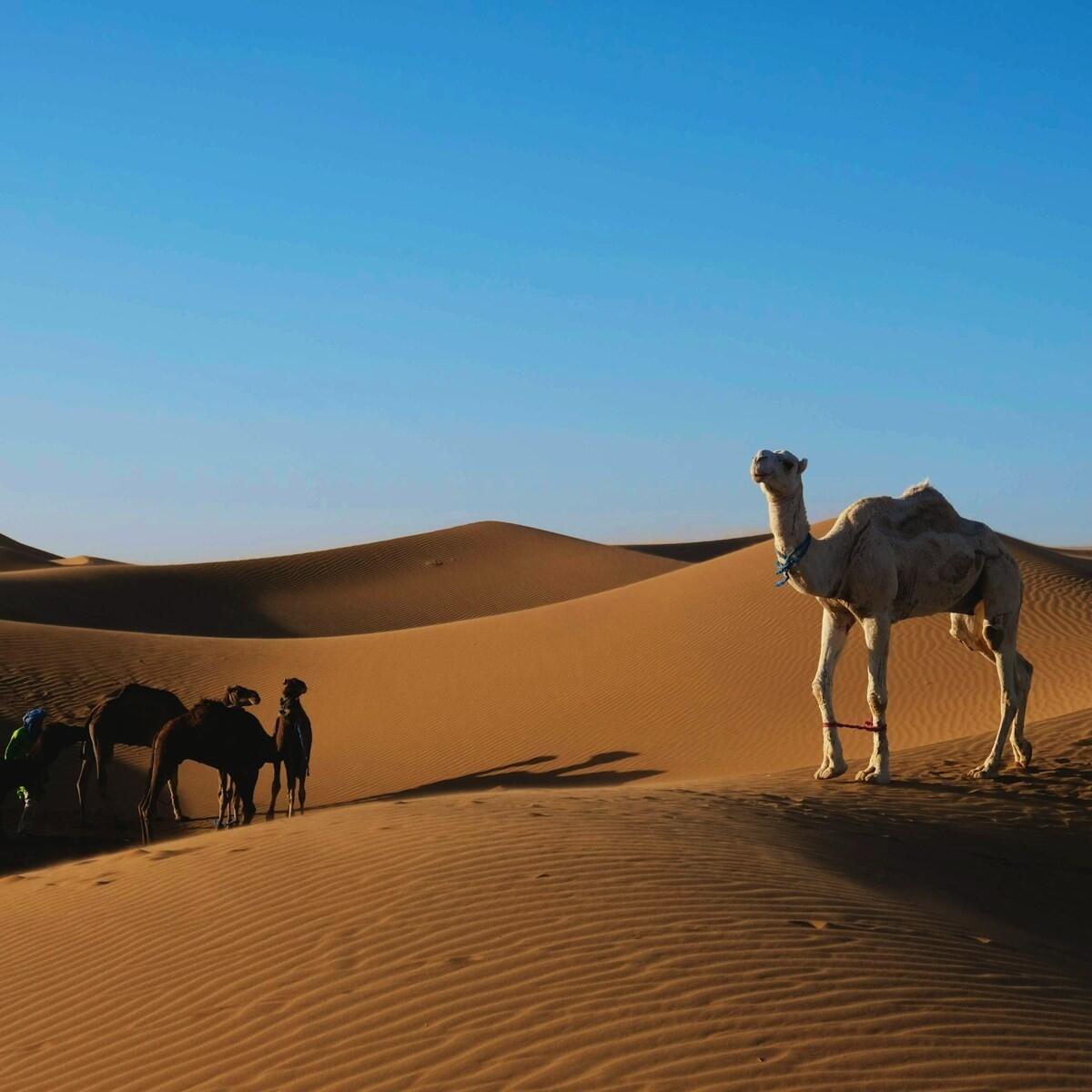 DECATHLON TRAVEL picture