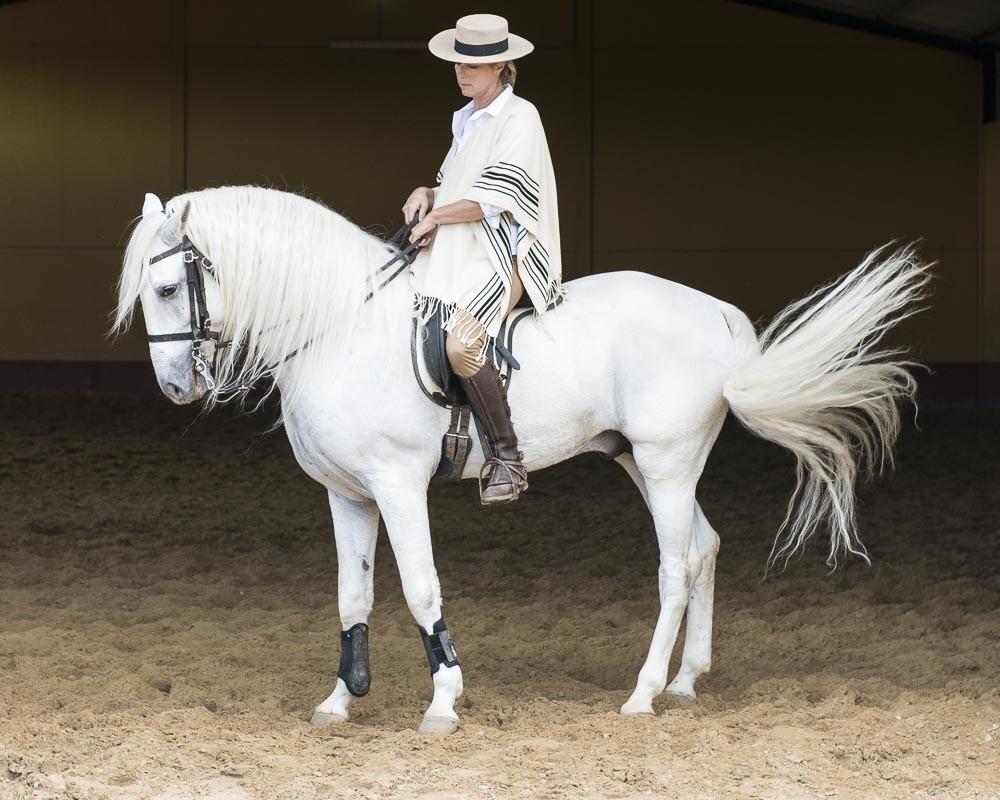 Stage perfectionnement dressage d'équitation andalouse 1/1