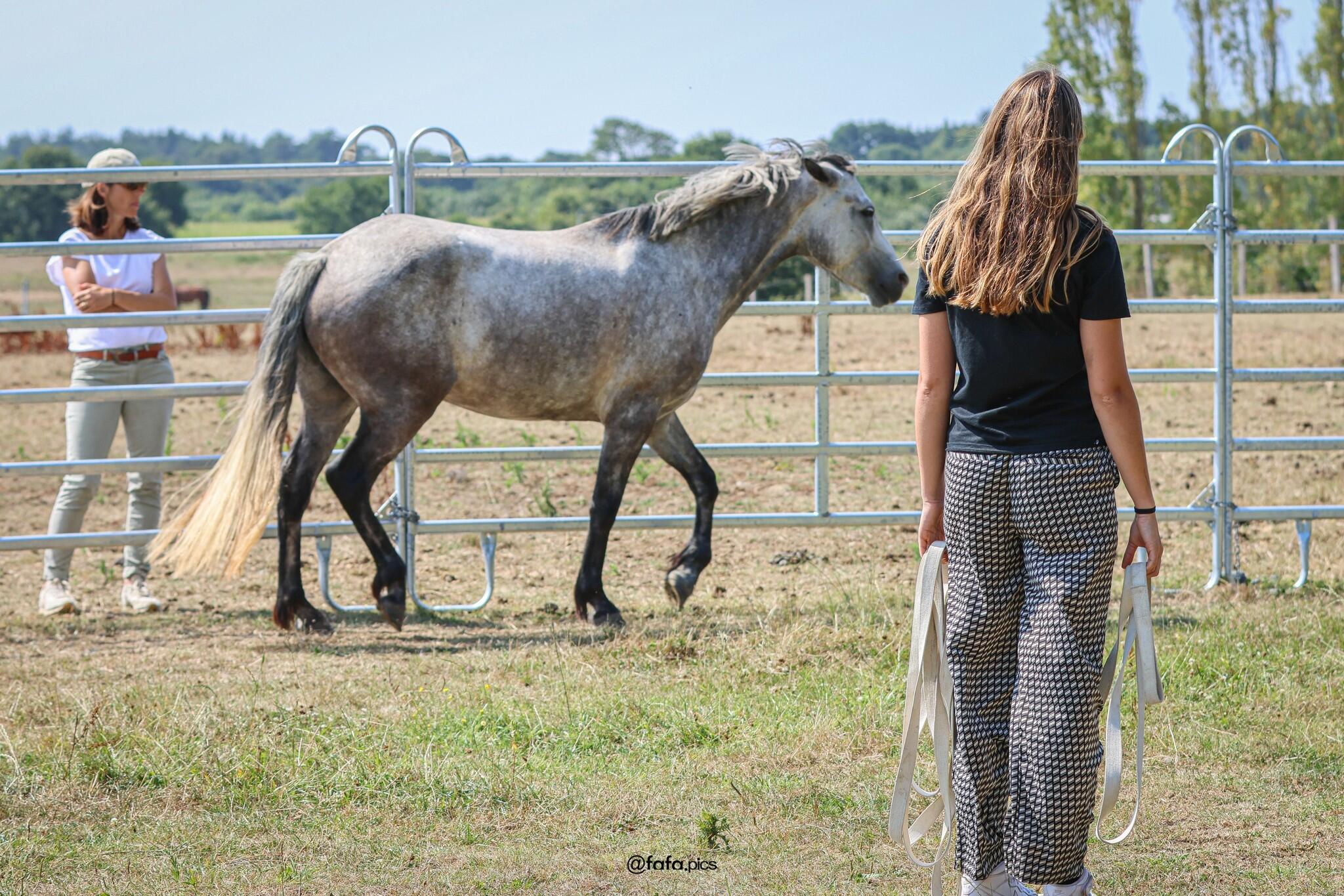 Stage d'équitation et Langage du cheval 1/1