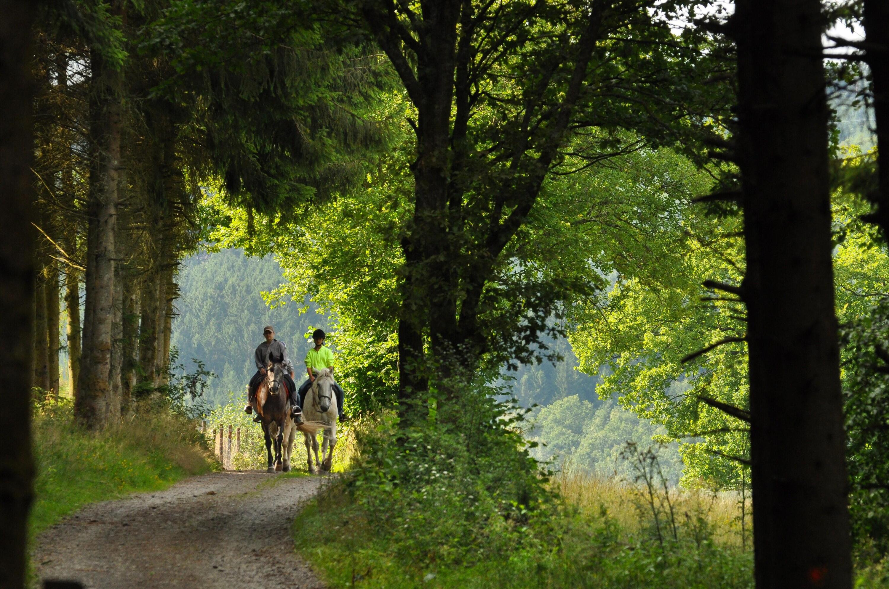 Randonnée à cheval entre forêts et montagnes dans le Massif des Bauges 1/1