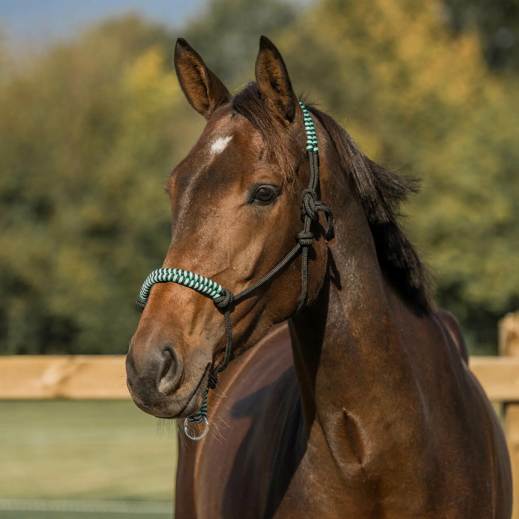Licol pour cheval corde Horka 2/2