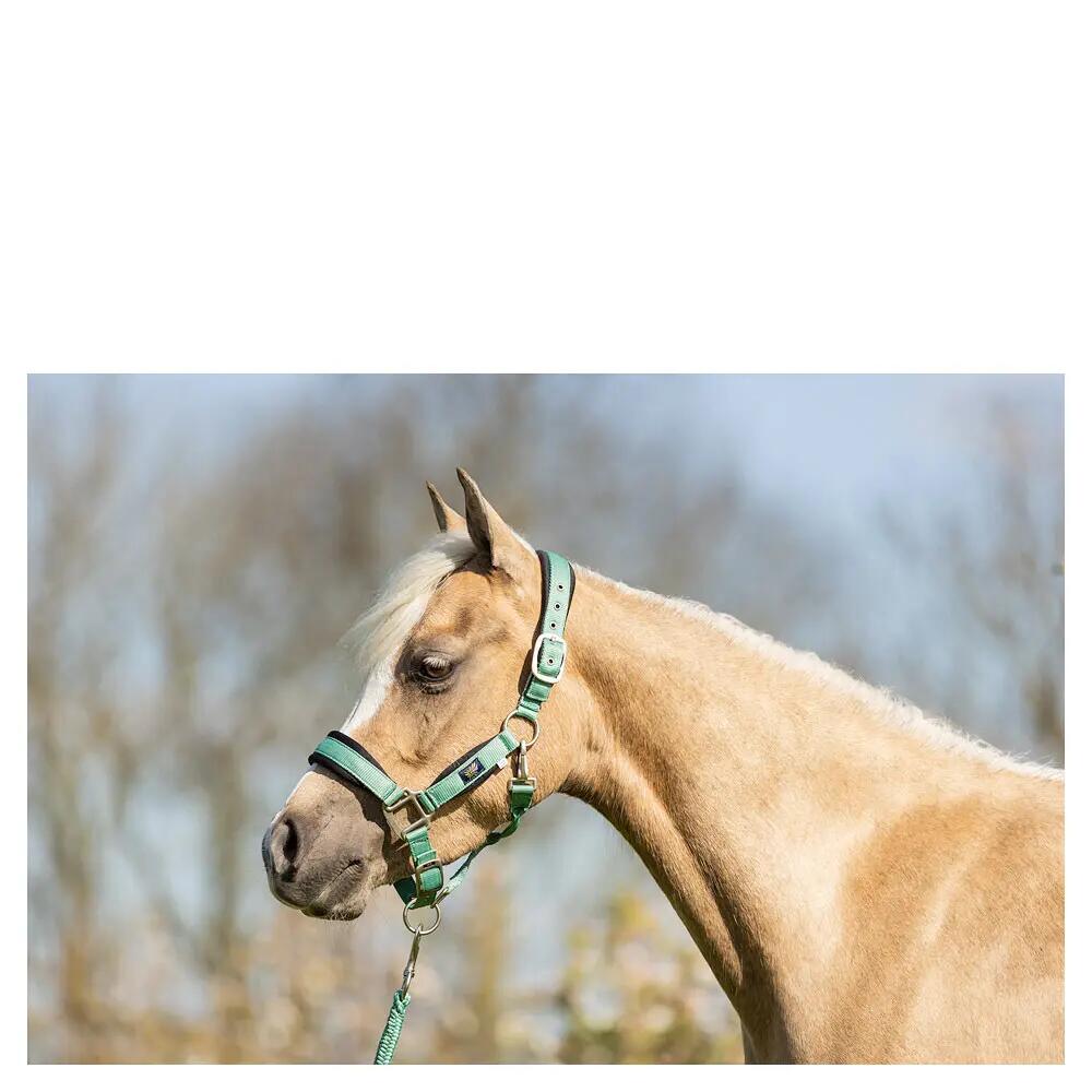 Ensemble licol et longe pour cheval BR Equitation 2/2