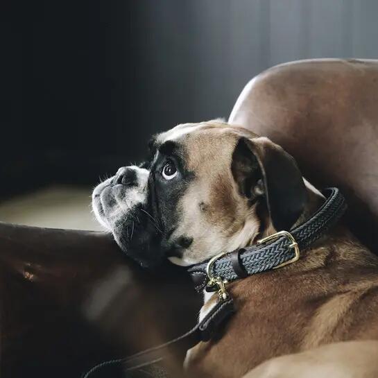 Collare per cane in nylon intrecciato Kentucky 2/4