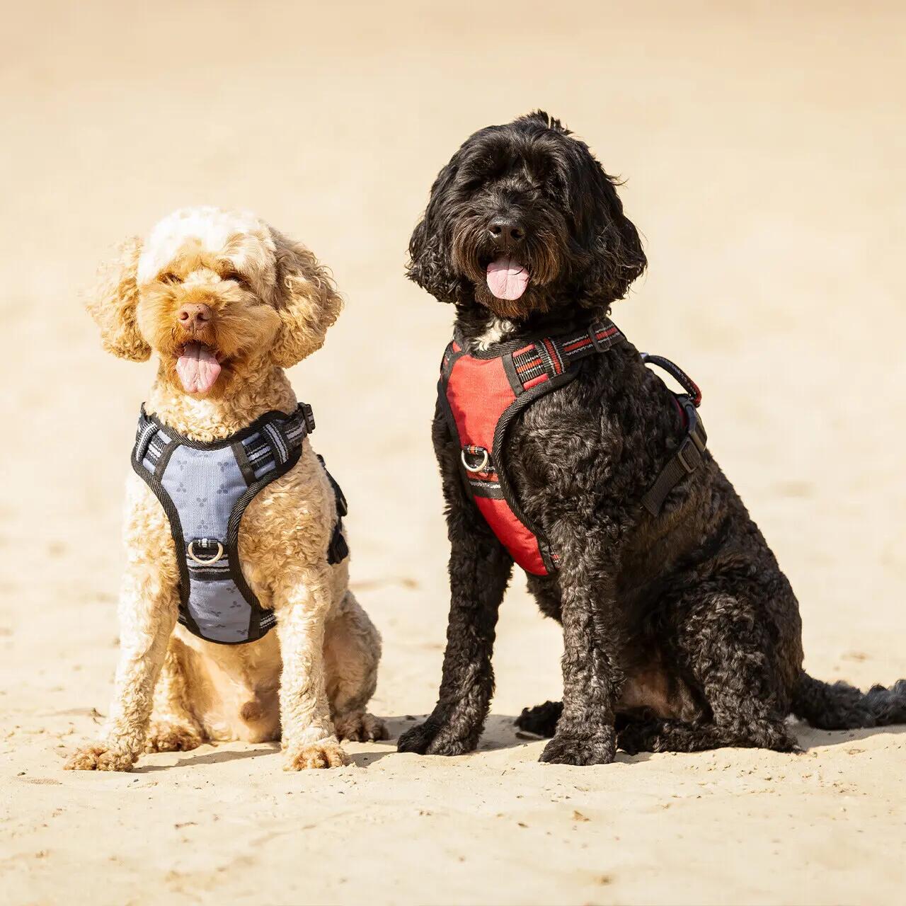 Dog harness QHP 3/4