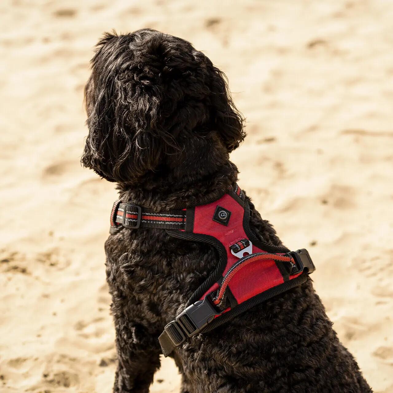Dog harness QHP 4/4