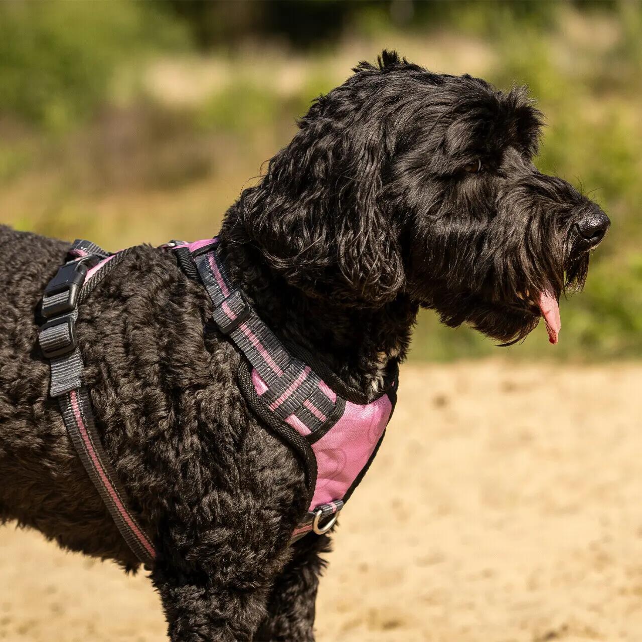 Harnais pour chien QHP 3/4