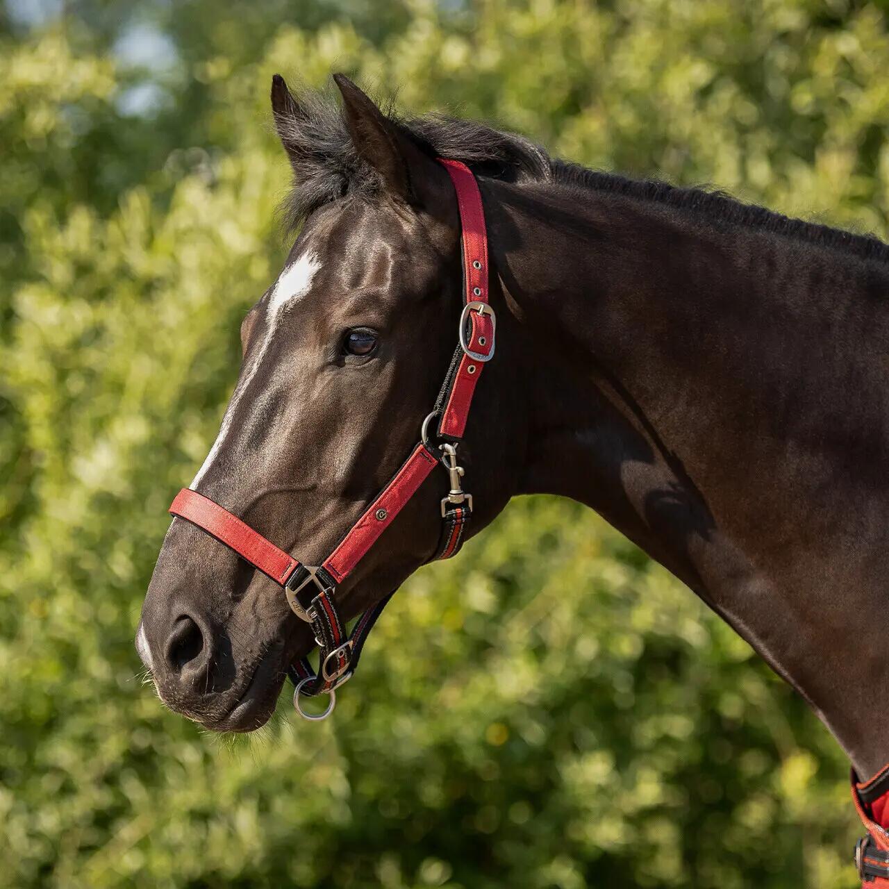 Ensemble licol et longe pour cheval QHP 2/2