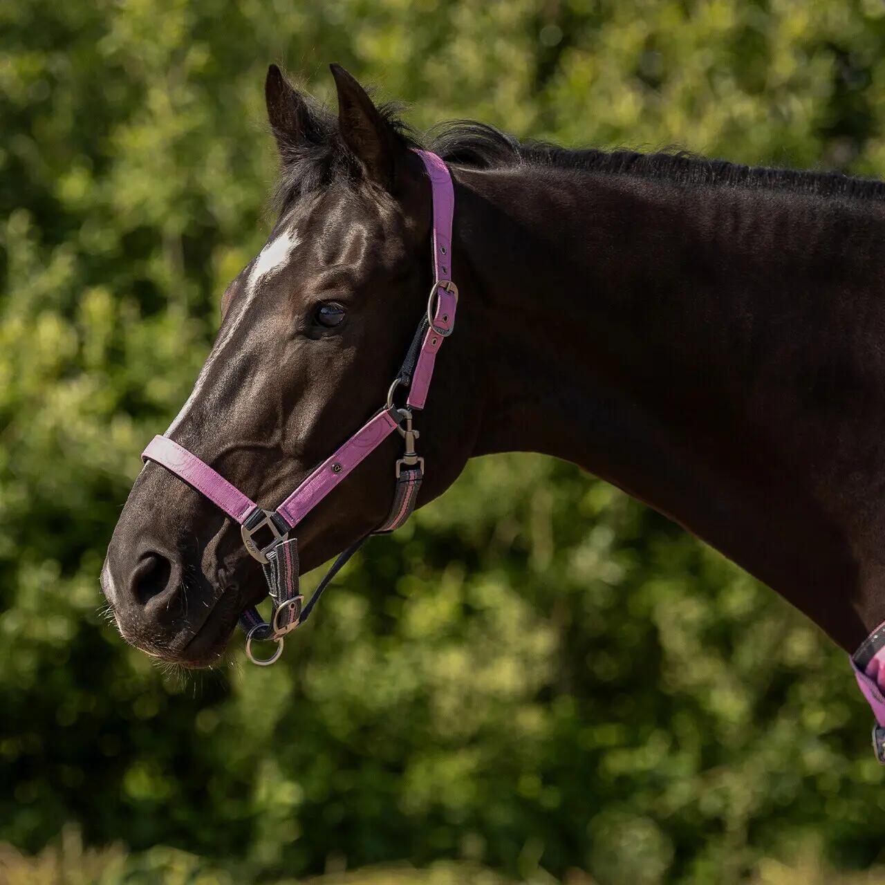 Ensemble licol et longe pour cheval QHP 2/3