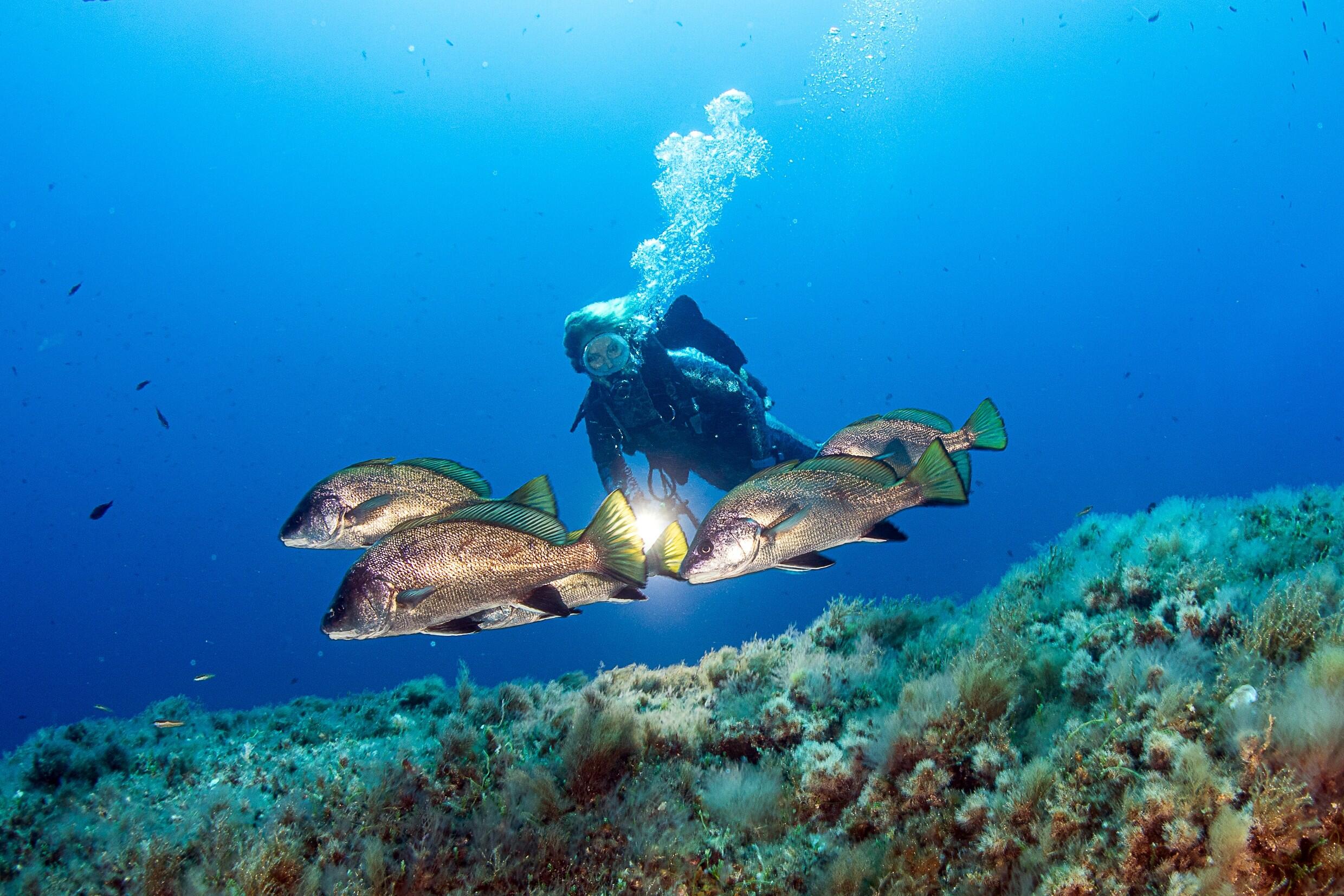 Advanced Open Water sur la côte d'Azur 1/1
