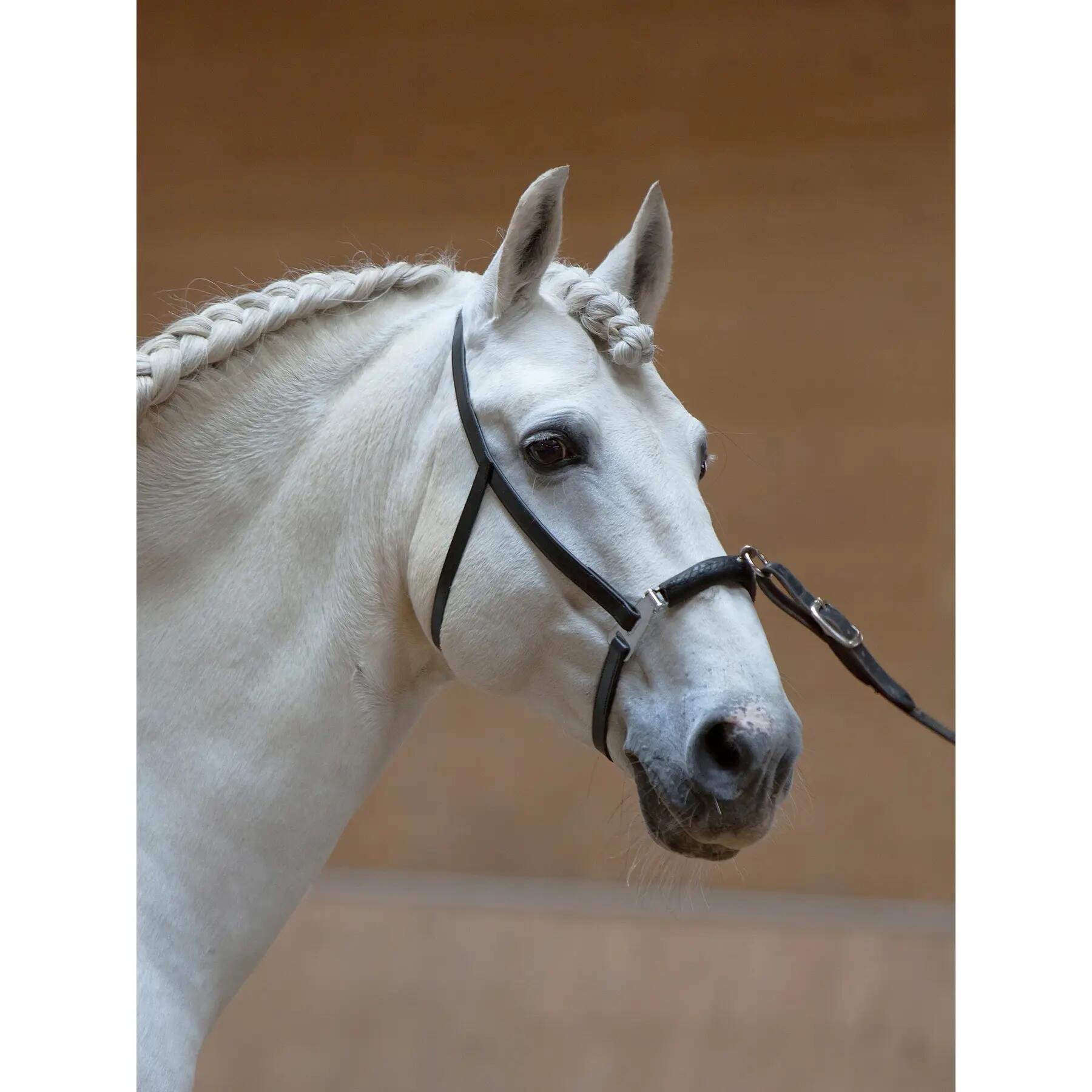 Caveçon pour cheval Kieffer Anja Beran 5/6