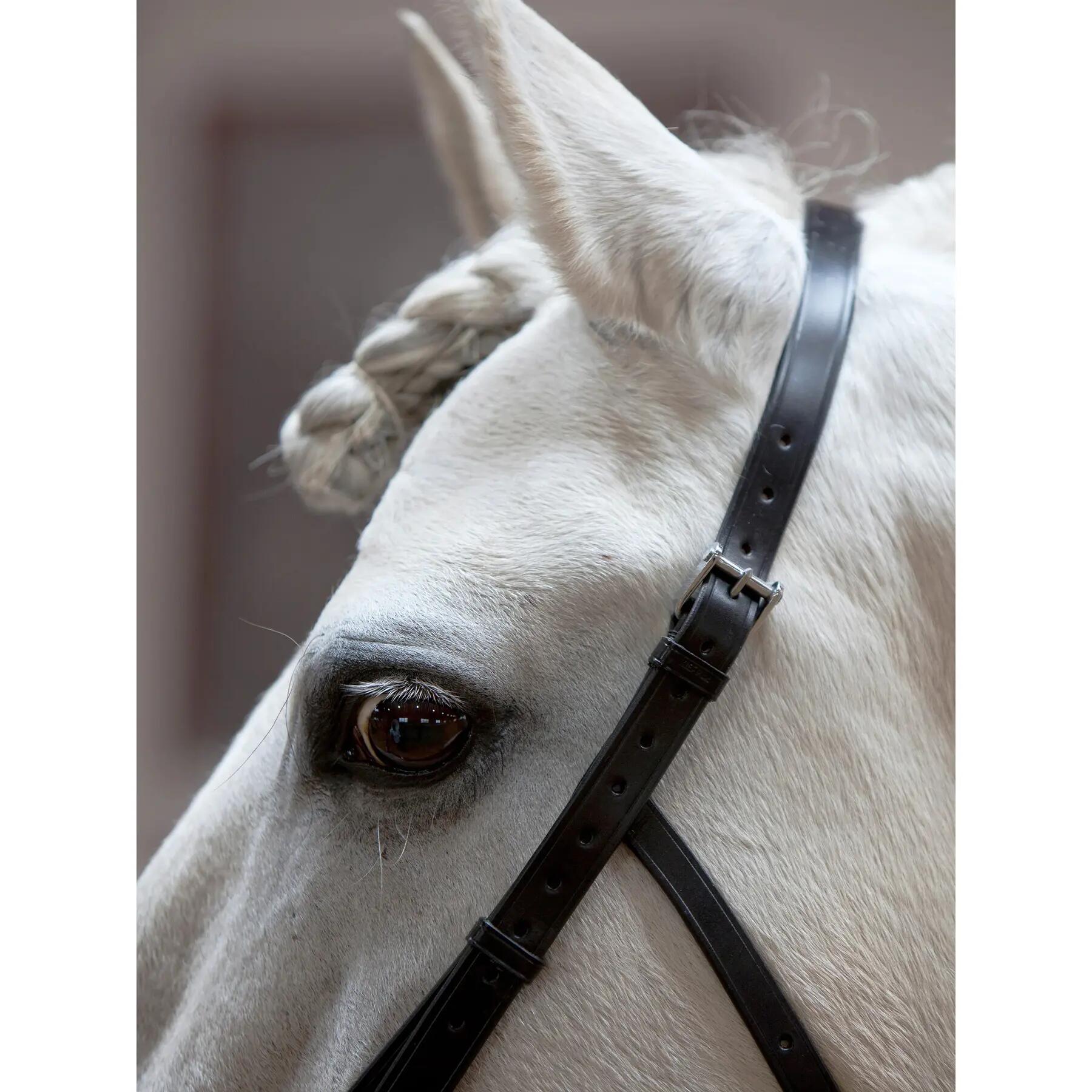 Caveçon pour cheval Kieffer Anja Beran 6/6