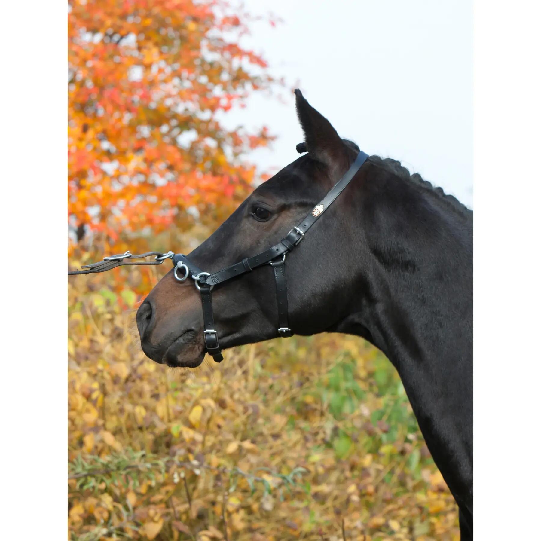 Caveçon pour cheval Kieffer Perfect 2/4
