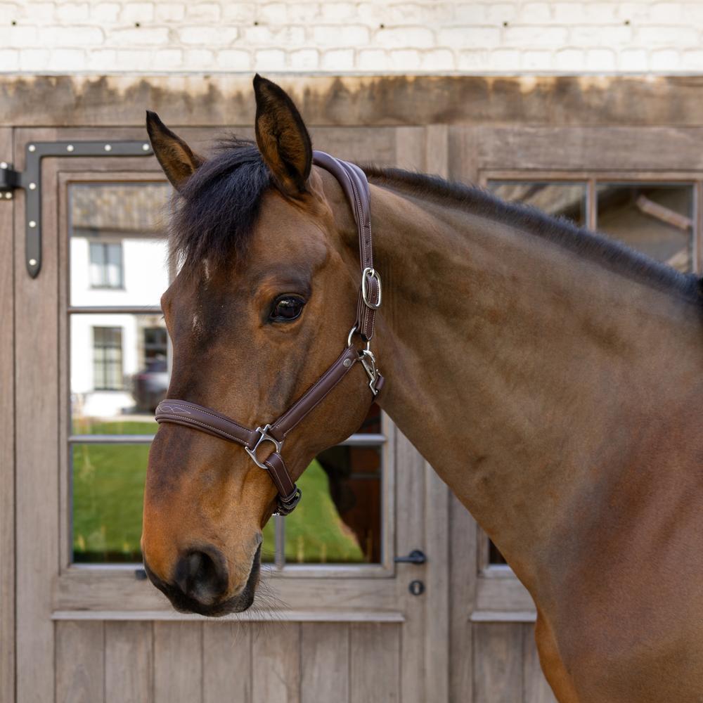 Licol pour cheval en cuir extra souple Dy'on 3/5