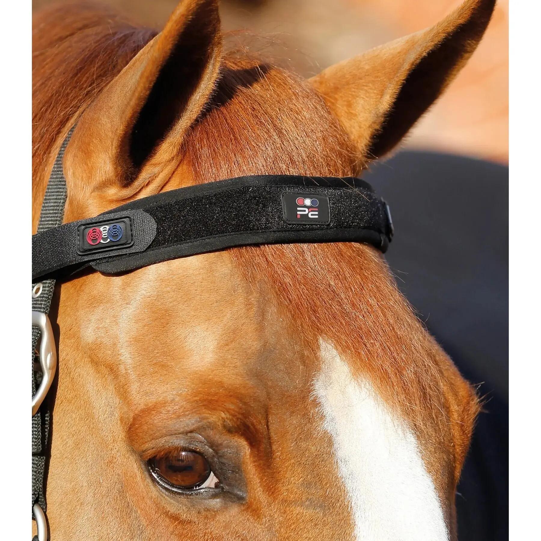 PREMIER EQUINE picture