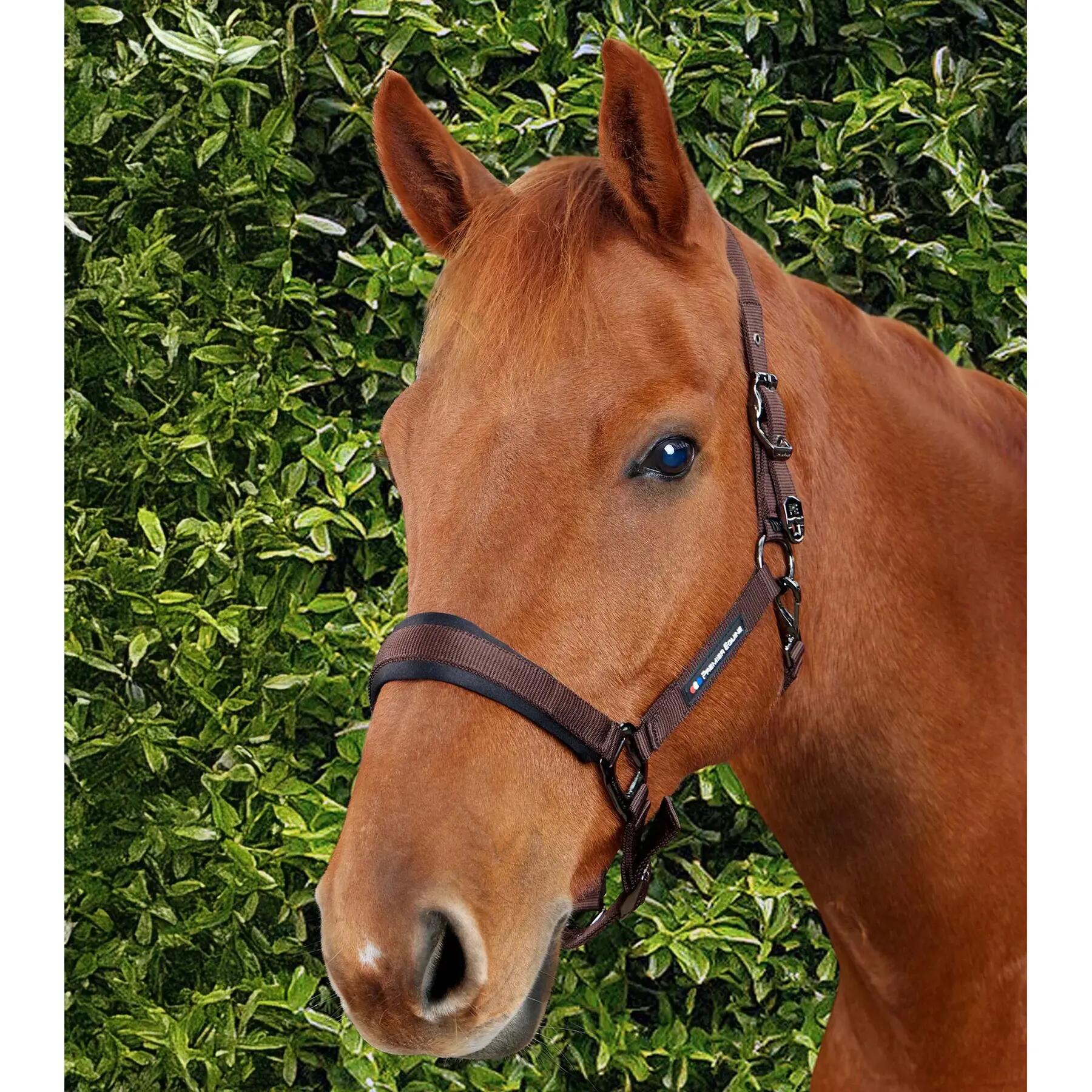 Licol nylon pour cheval Premier Equine Corda 3/6