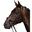 Bride Premier Equine Palazzo - Cuir Italian