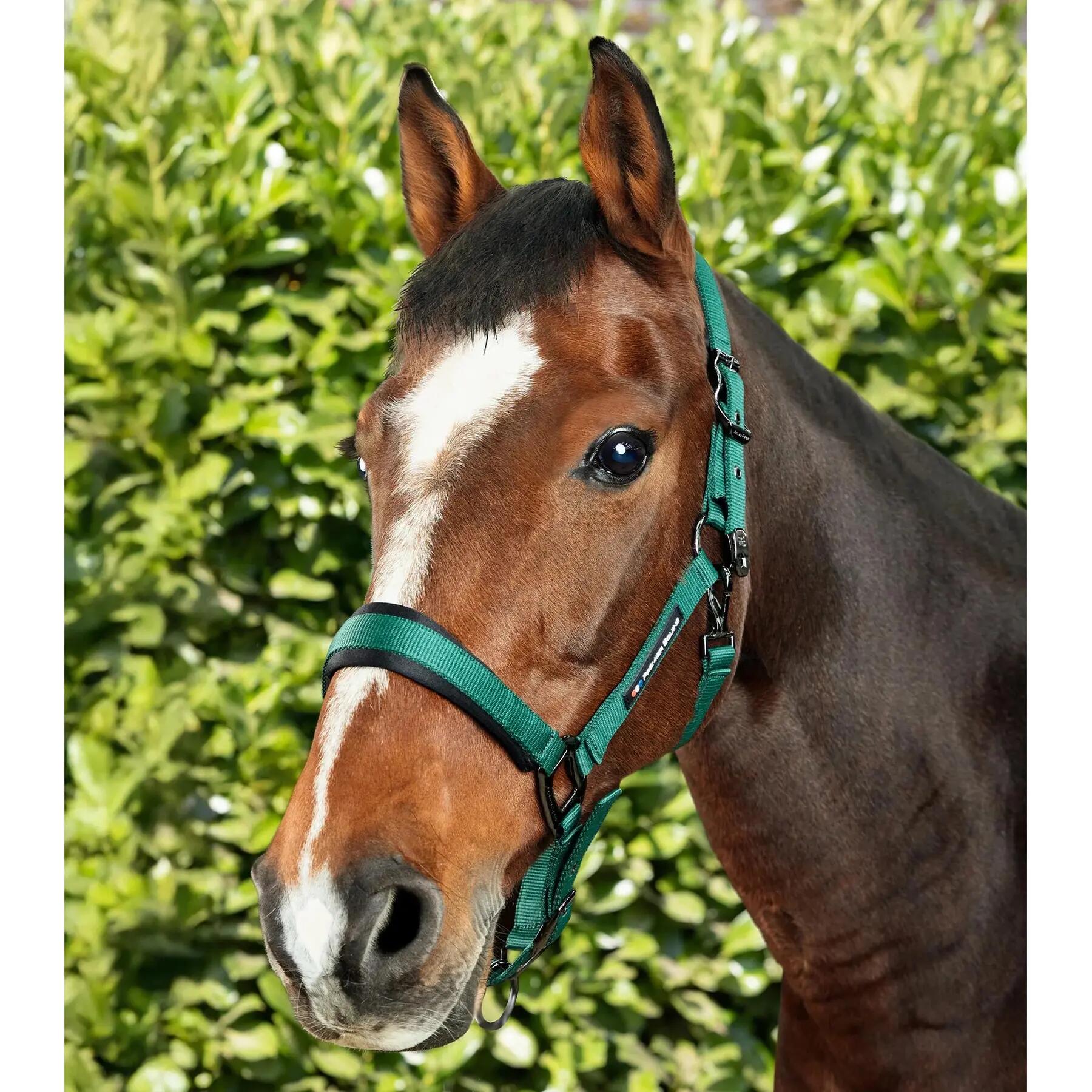 Licol nylon pour cheval Premier Equine Corda 2/6