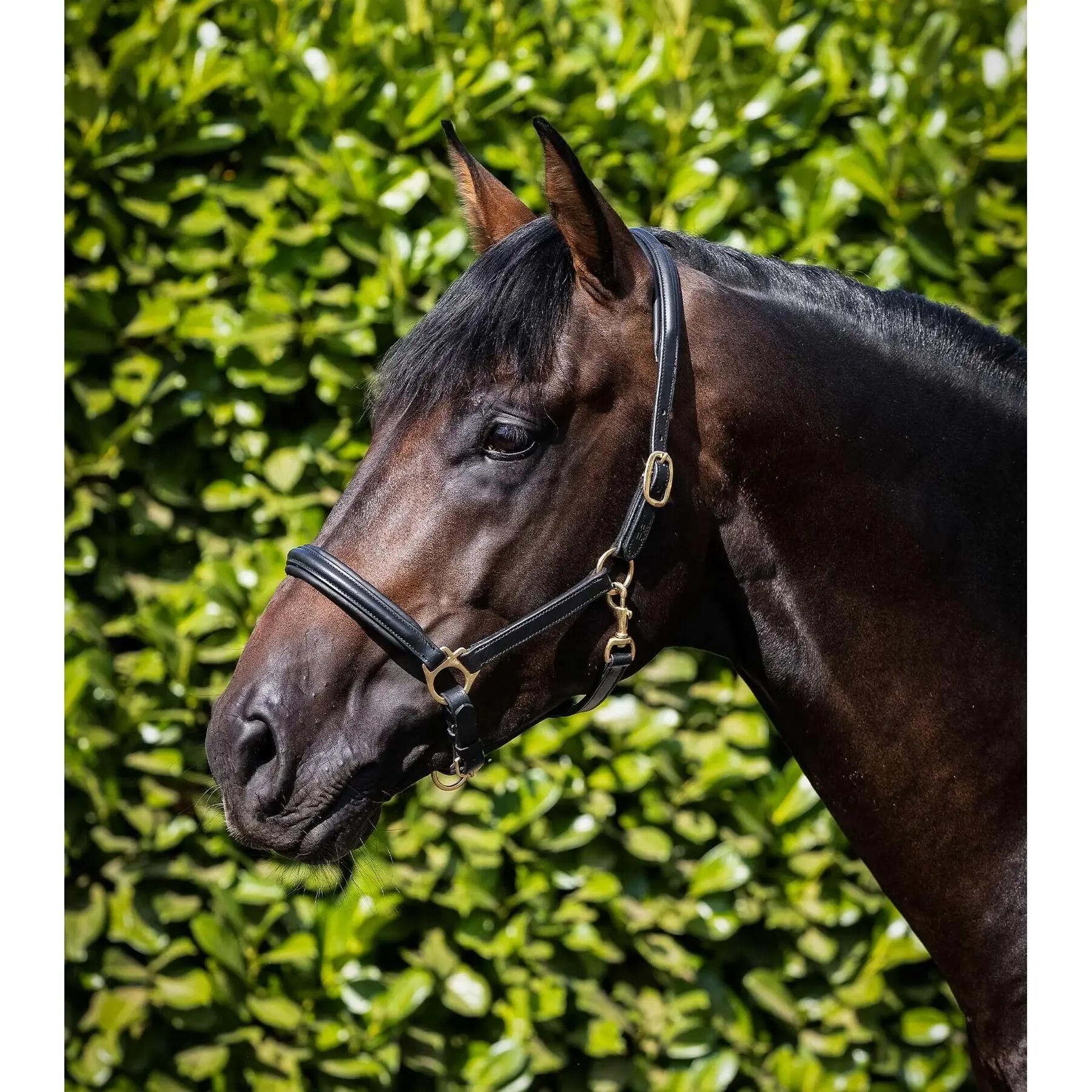 Licol pour cheval rembourré cuir Premier Equine 2/4