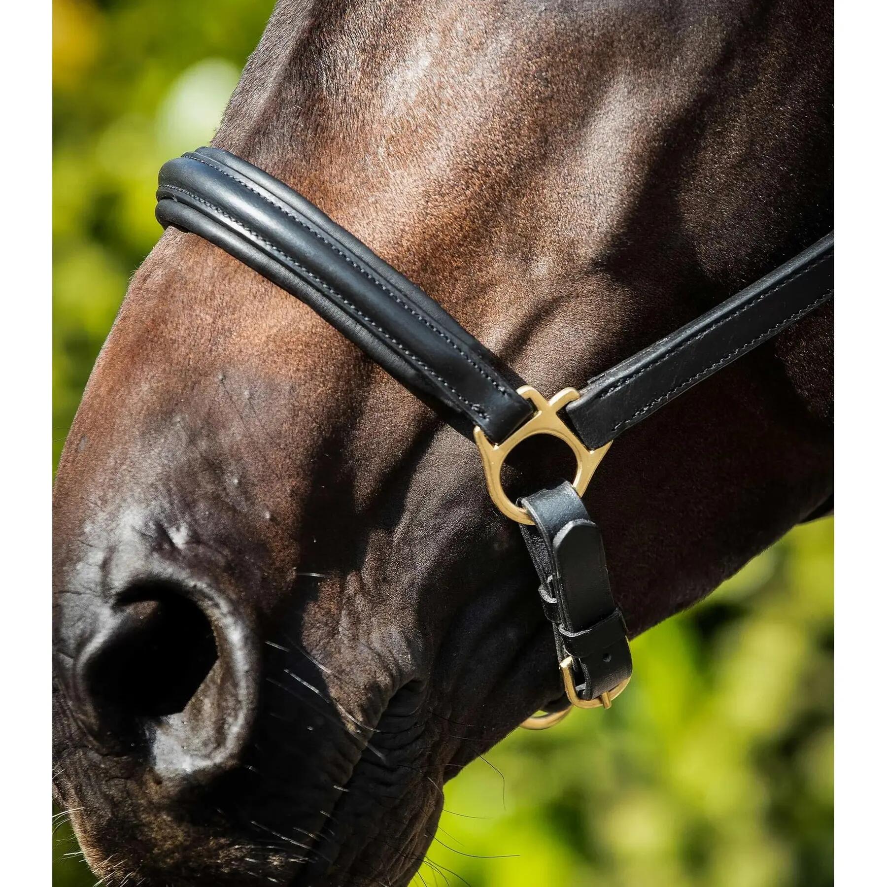 Licol pour cheval rembourré cuir Premier Equine 4/4