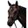 Bride Anatomica Premier Equine Castello