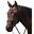 Bride Premier Equine San Paolo