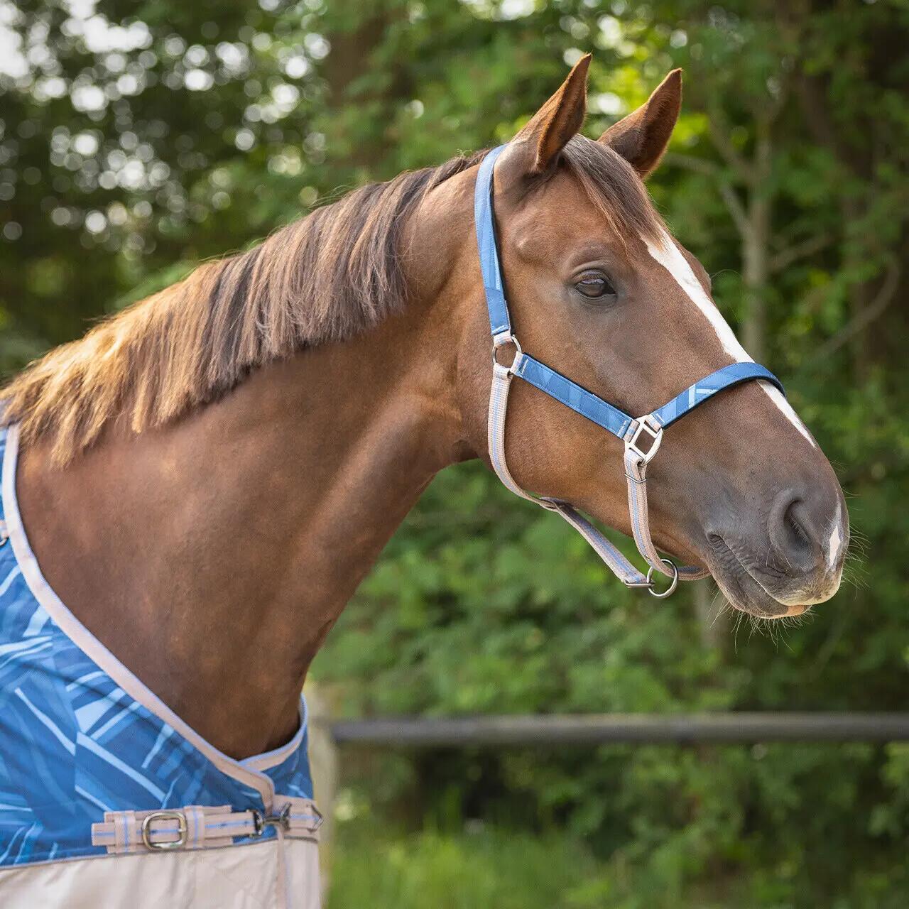 Duo licol et longe collection pour cheval QHP 2/3