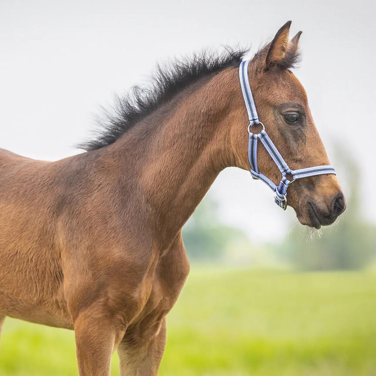 Licol de poulain collection pour cheval QHP 2/3
