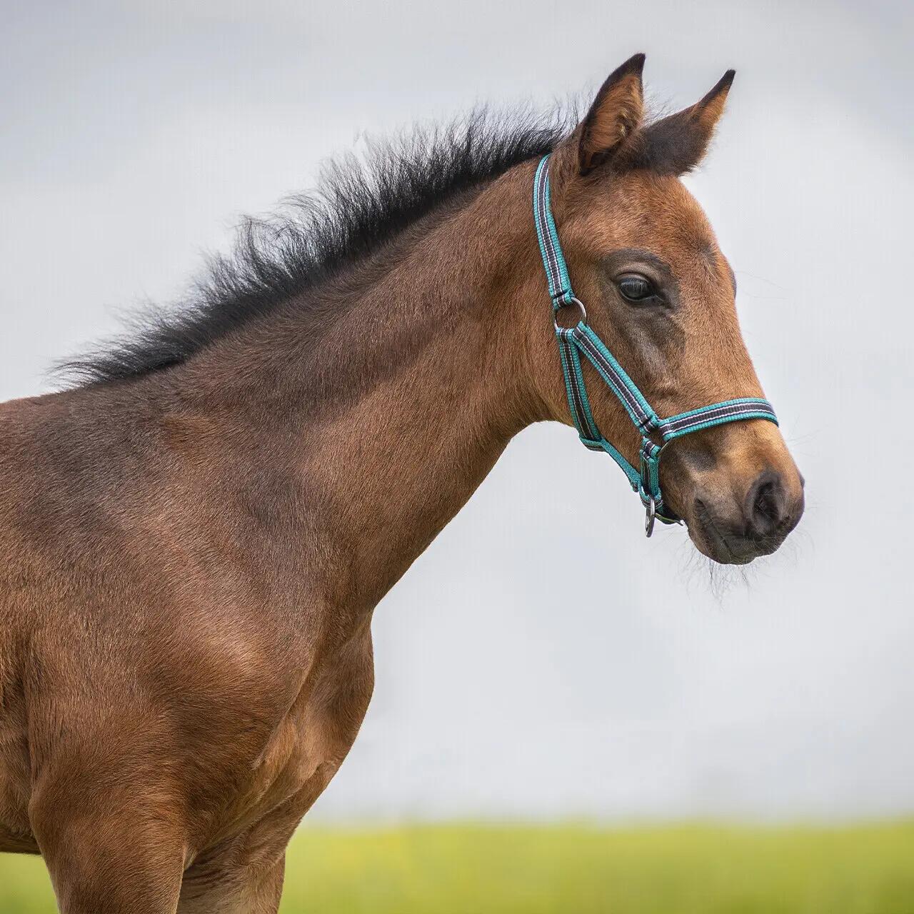 Licol de poulain collection pour cheval QHP 2/3
