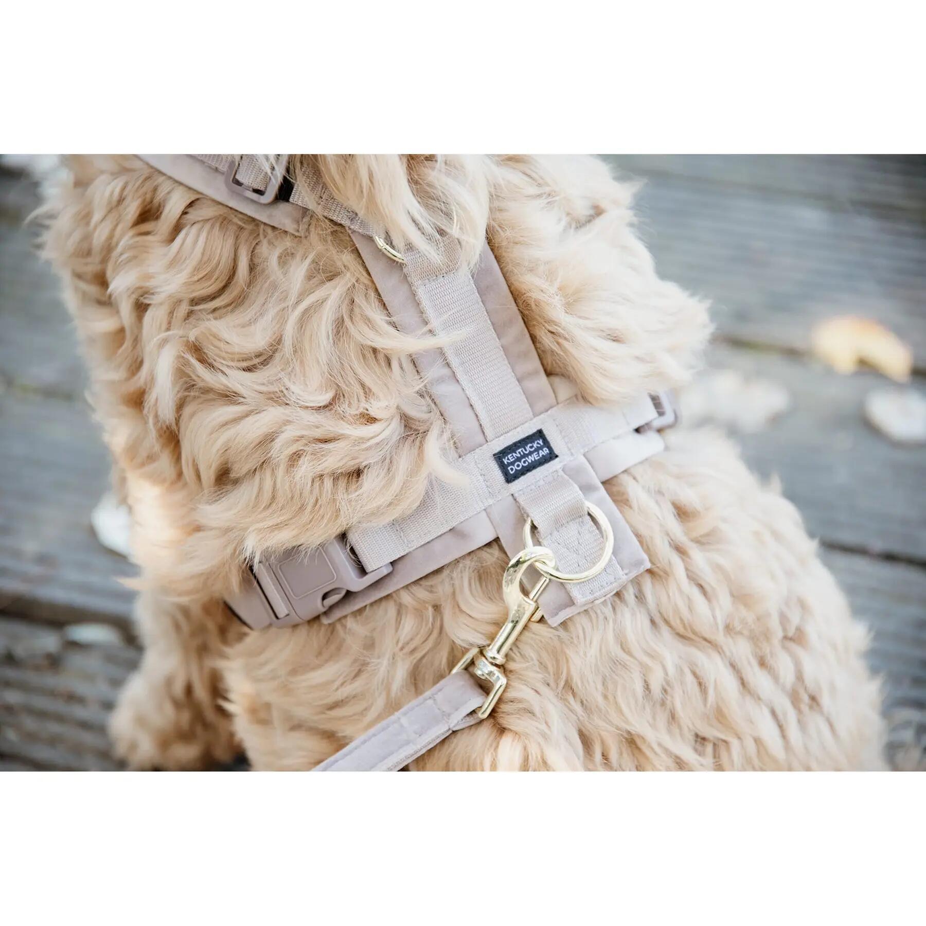 Guinzaglio per cane Kentucky Velvet 200 cm 5/5