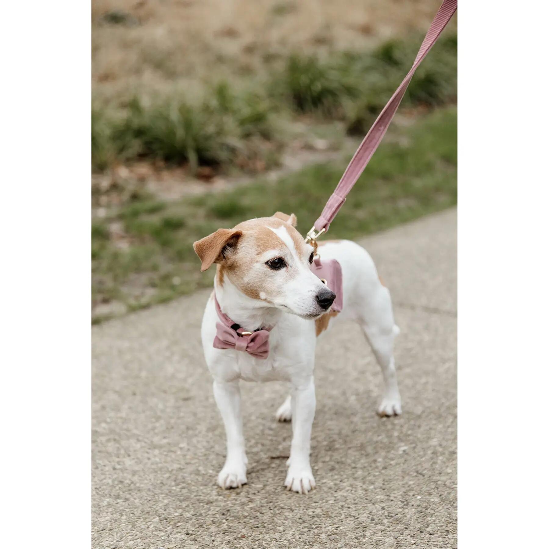 Dog leash Kentucky Velvet 120 cm 3/7