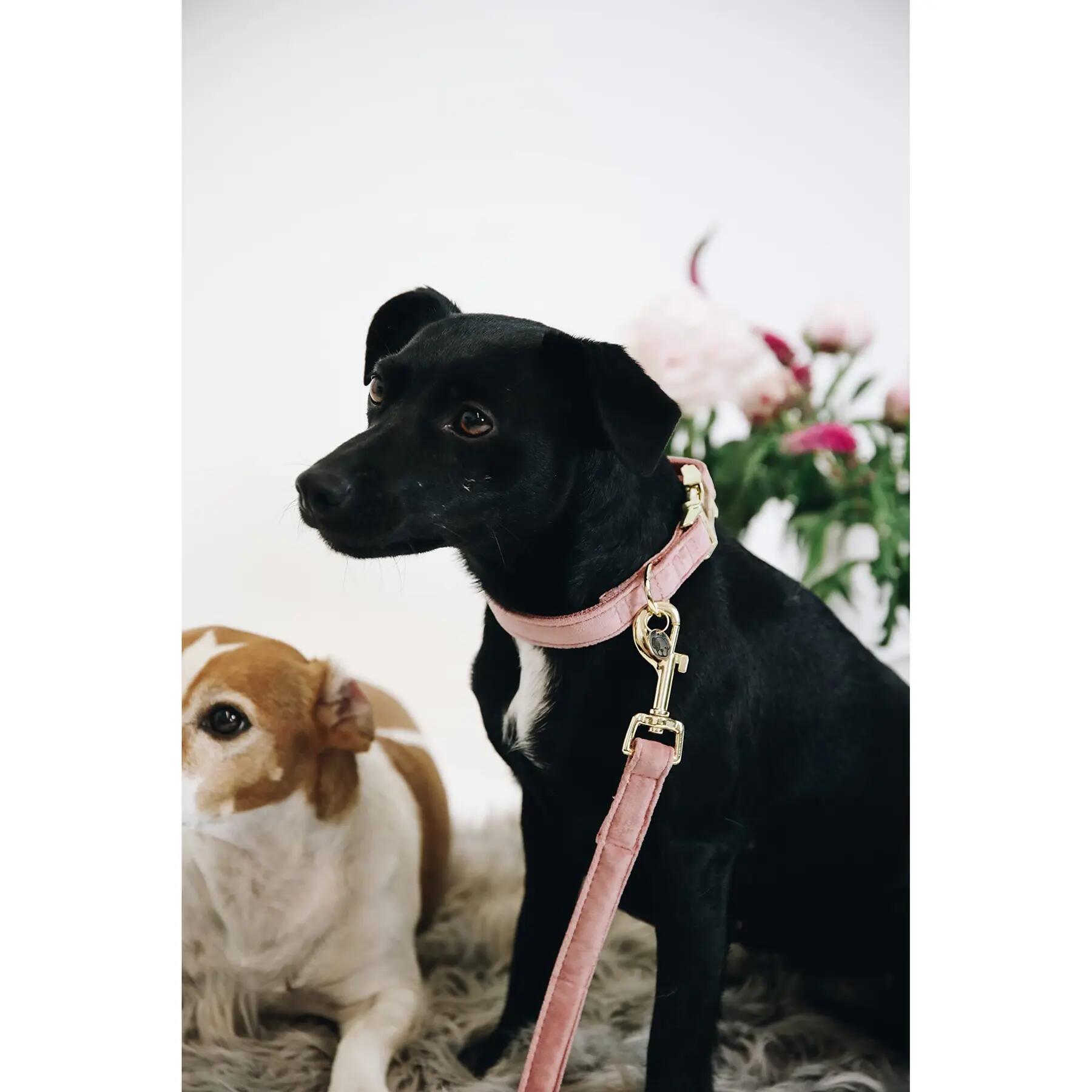 Dog leash Kentucky Velvet 120 cm 4/7