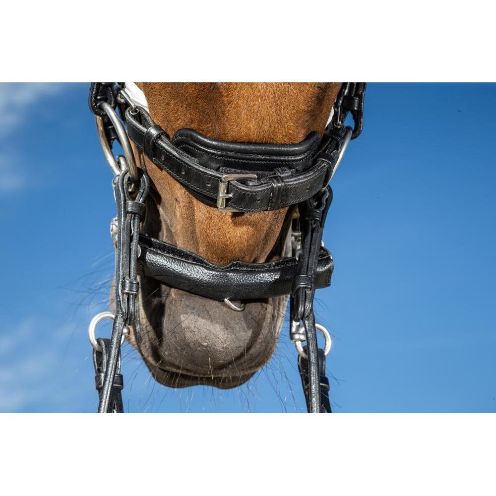 Neoprene horse protector Dy'on 2/7