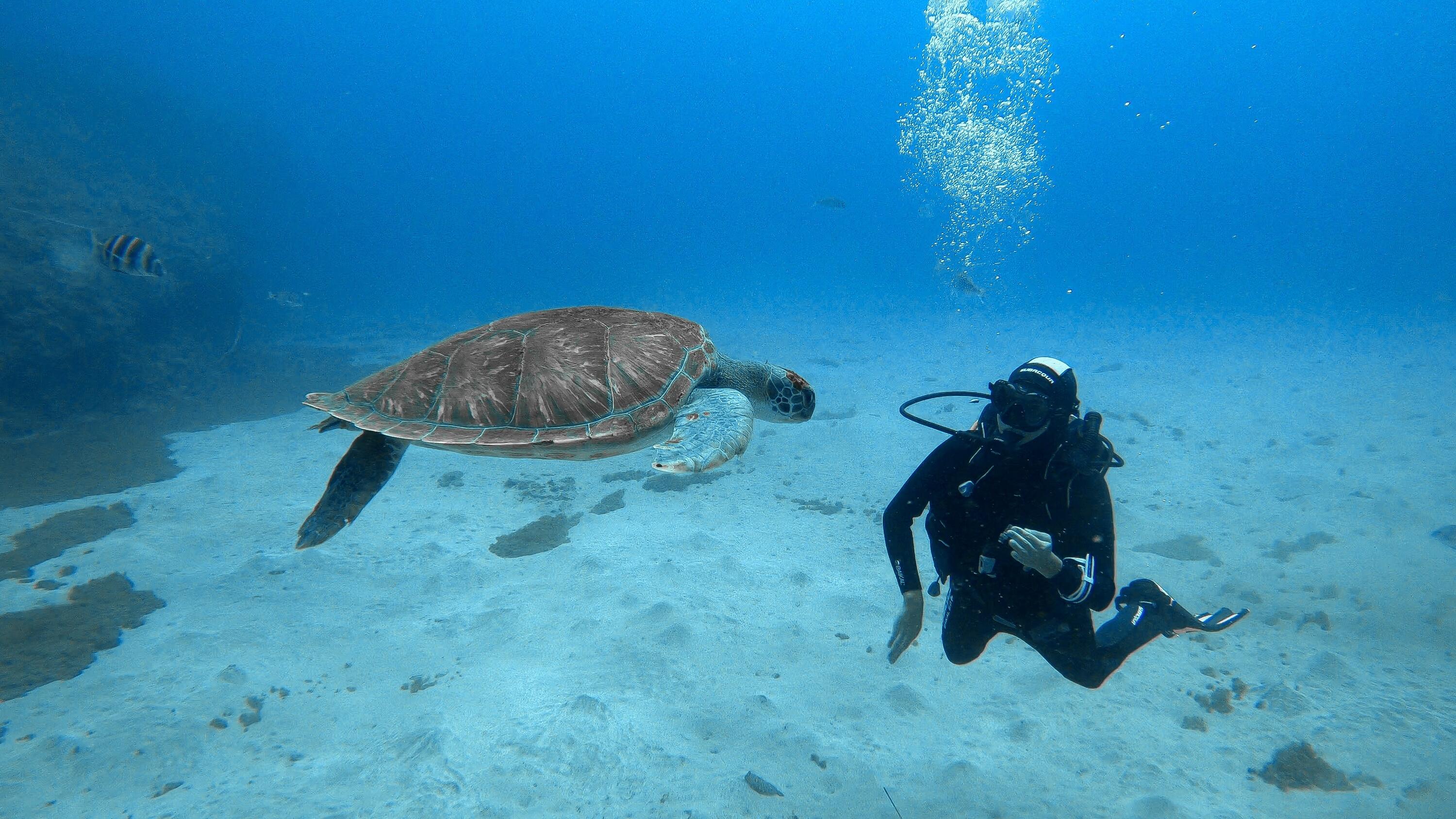 Plongée sous-marine à Tenerife en bateau entre épaves et grottes 1/1