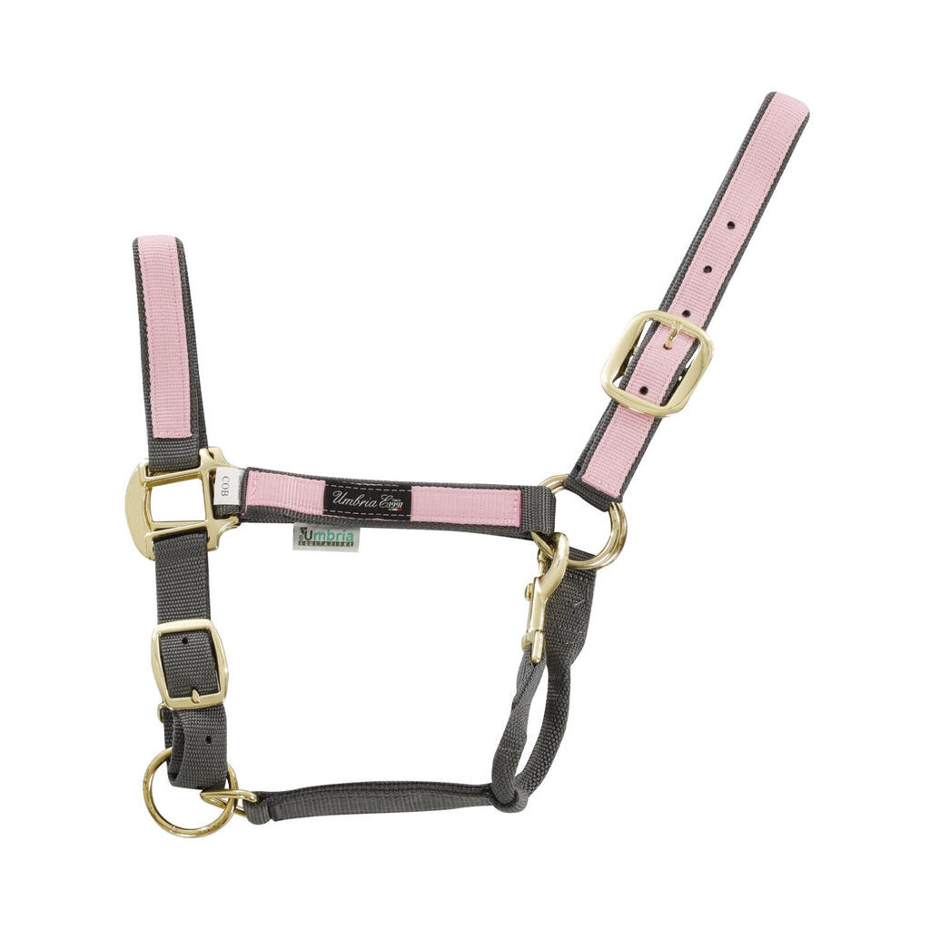 Nylon halter with colored insert