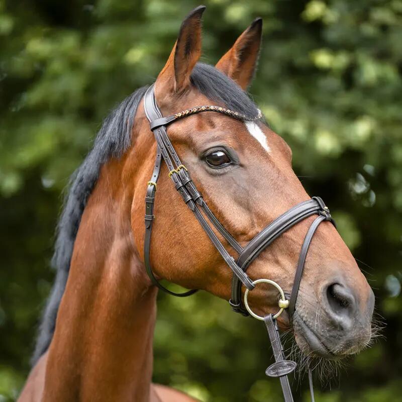 Frontal pour cheval Kavalkade Splendid 4/4