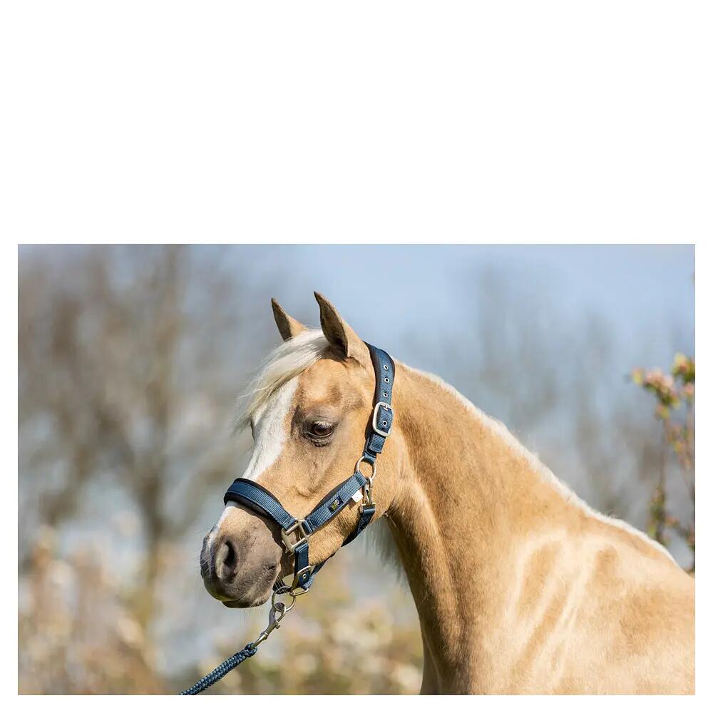 Ensemble licol et longe pour shetland BR Equitation 2/2