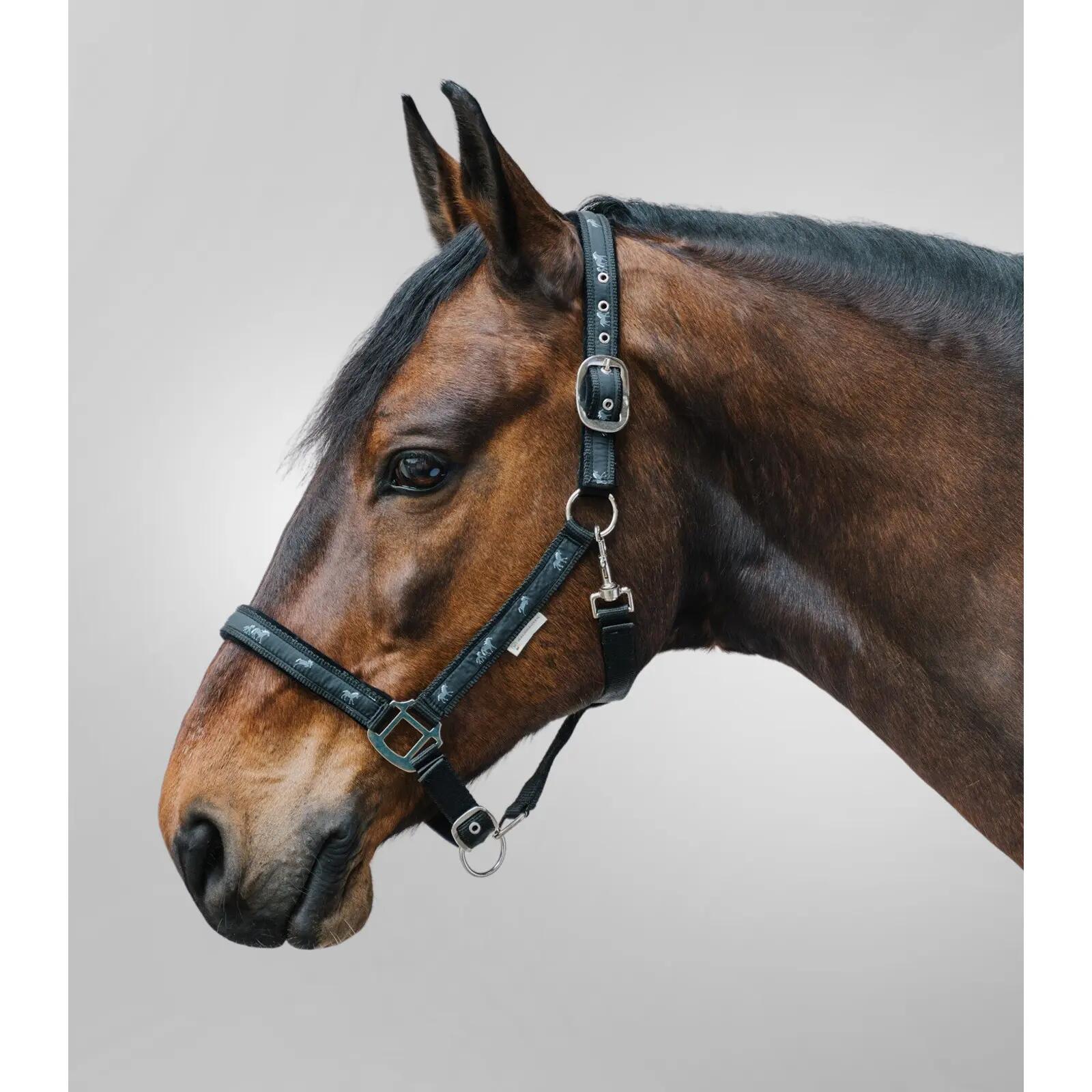 Licol pour cob avec déco petits chevaux Waldhausen 2/2