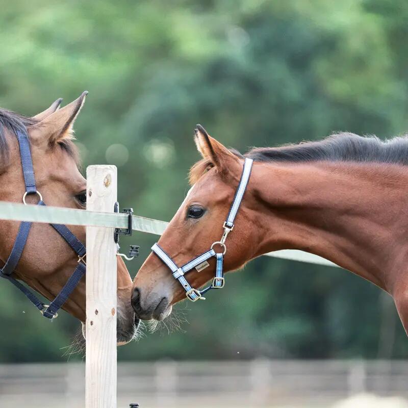 Licol pour poulain et yearling Kavalkade 4/4