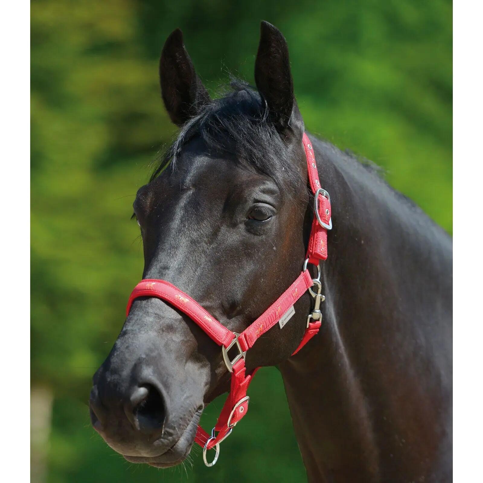 Licol pour cheval avec déco petits chevaux Waldhausen 2/2