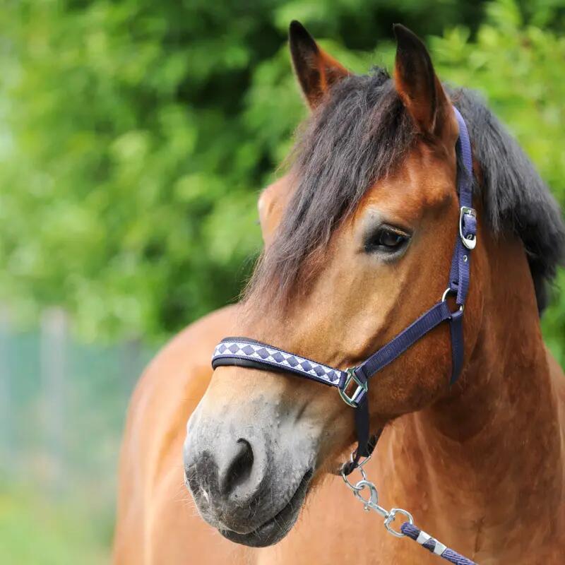 Licol pour cheval Kavalkade Kaltblut Classic 2/4