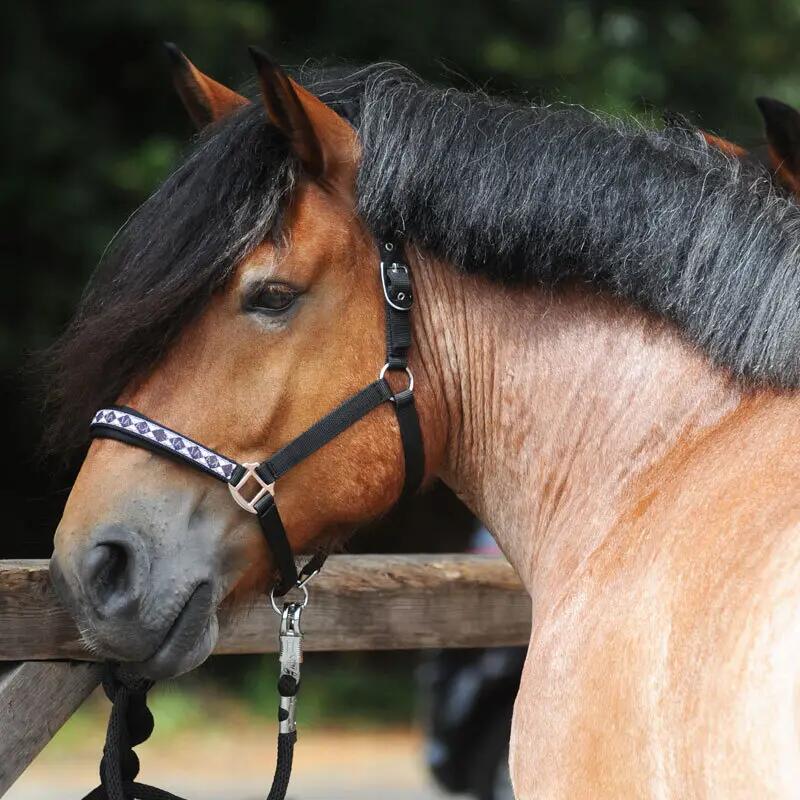 Licol pour cheval Kavalkade Kaltblut Classic 4/4