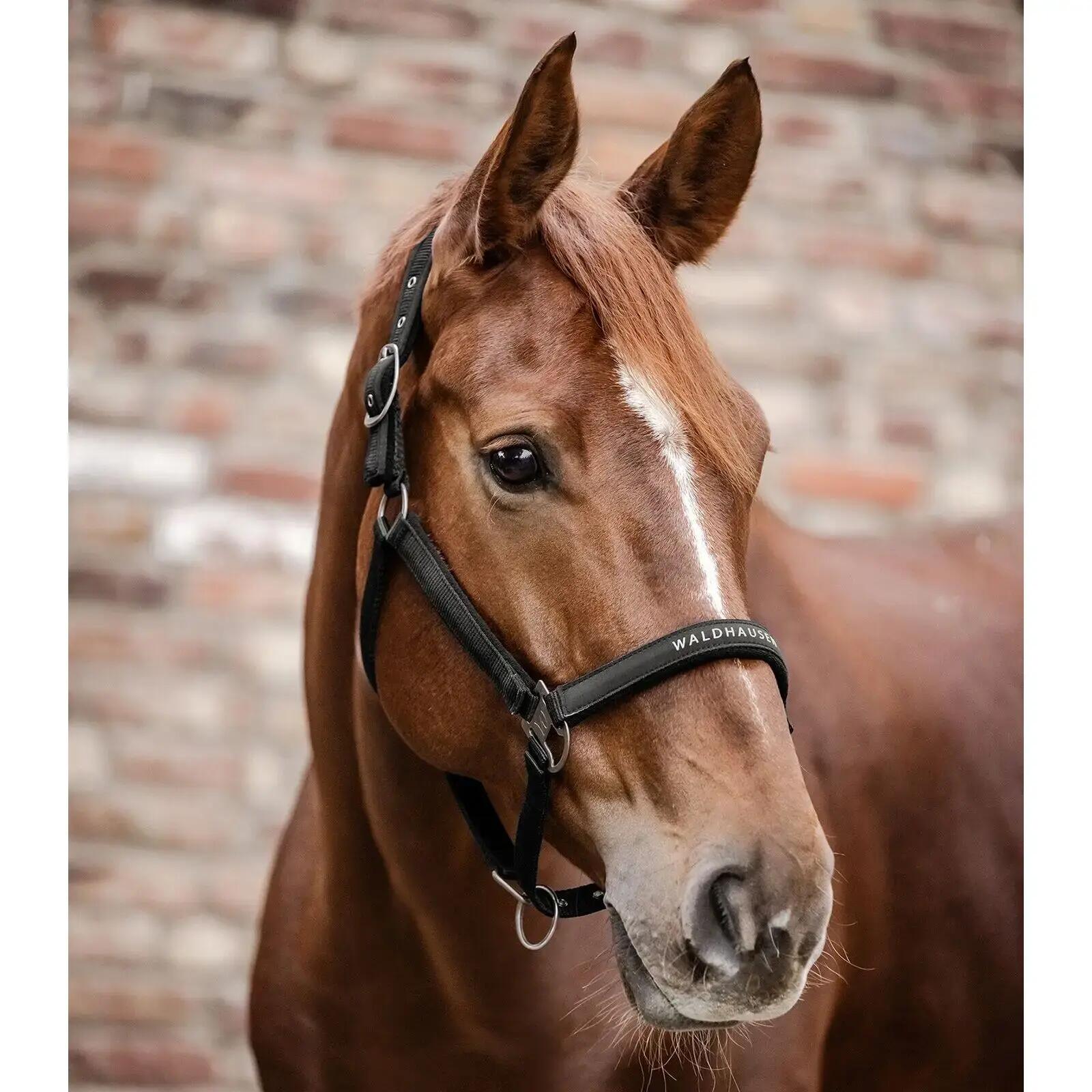 Licol pour cob Waldhausen Atheltic 2/2